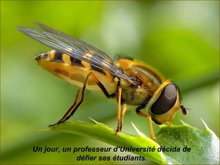 Un jour, un professeur d’Université décida de
             défier ses étudiants.
 