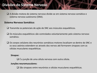 Divisões do Sistema Nervoso

   A divisão motora do sistema nervoso divide-se em sistema nervoso somático e
    sistema nervoso autónomo (SNA).

 Sistema Nervoso Somático:

   Transmite os potenciais de ação do SNC aos músculos esqueléticos.

   Os músculos esqueléticos são controlados voluntariamente pelo sistema nervoso
    somático.

   Os corpos celulares dos neurónios somáticos motores localizam-se dentro do SNC e
    os seus axónios estendem-se através dos nervos até formarem sinapses com as
    células musculares esqueléticas.

      Sinapse:
            É a junção de uma célula nervosa com outra célula.
      Junções neuromusculares:
            São sinapses entre neurónios e células musculares esqueléticas.
 