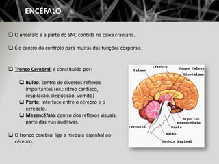 ENCÉFALO

 O encéfalo é a parte do SNC contida na caixa craniana.

 É o centro de controlo para muitas das funções corporais.


 Tronco Cerebral, é constituído por:

     Bulbo: centro de diversos reflexos
      importantes (ex.: ritmo cardíaco,
      respiração, deglutição, vómito)
     Ponte: interface entre o cérebro e o
      cerebelo.
     Mesencéfalo: centro dos reflexos visuais,
      parte das vias auditivas.

 O tronco cerebral liga a medula espinhal ao
  cérebro.
 