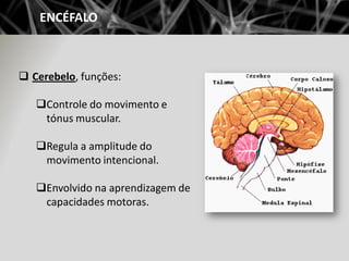 ENCÉFALO



 Cerebelo, funções:

   Controle do movimento e
    tónus muscular.

   Regula a amplitude do
    movimento...