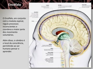 Encéfalo


O Encéfalo, em conjunto
com a medula espinal,
regula processos
inconscientes e
coordena a maior parte
dos movimento
voluntários.

Além disso, o cérebro é
o local da consciência,
permitindo ao ser
humano pensar e
aprender.
 
