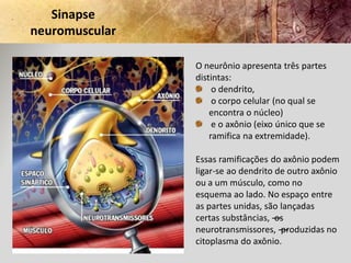Sinapse
neuromuscular

                O neurônio apresenta três partes
                distintas:
                     o ...