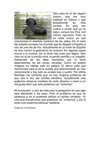 Otro caso es el del negrón
común, que era muy
habitual en Galicia y que
actualmente es más
escaso. En esta ave
vuelve a ocurrir que ya no
bajan porque los fríos son
menos rigurosos. Esto no
es nada nuevo ya que
conocemos el deshielo continuo de los polos. En el caso
del ampelis europeo ha ocurrido que ha llegado a España a
raíz de una ola de frío. Actualmente en el norte de España
es muy común la golondrina en invierno. En algunos casos
ocurre a la inversa, por lo tanto hay aves que llegan. Otro
caso es el de la perdiz nival, la perdiz pardilla y el urogallo.
Habitantes de las altas montañas, por lo tanto
dependientes de las zonas nevadas. Como os podéis
imaginar su hábitat está en peligro. El último caso que
mencionaré será el de la avelda que anteriormente se veía
comúnmente y hoy solo se avistan tres o cuatro. Por último
Santiago me comenta que no hay ninguna evidencia de
que sea a raíz del cambio climático. Actualmente solo
podemos observar cambios de corto alcance o como a mí
me gusta decir que solo podemos ver “síntomas”.
Mi conclusión a raíz de toda esta investigación es que algo
esta afectando a las aves. Pero el problema es que no
sabemos si se lo podemos atribuir al cambio climático. Yo
creo que actualmente solo podemos ver “síntomas” y por lo
tanto solo podemos efectuar hipótesis.
Imágenes: Animalandia
 