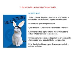 DESPIDO NULO
En los casos de despido nulo, si se declara fundada la
demanda el trabajador será repuesto en el empleo.
Es el despido que tiene por motivo:
a) La afiliación a un sindicato o actividades sindicales
b) Ser candidato a representante de los trabajador o
actuar o haber actuado en esa calidad.
C) Presentar una queja o participar en un proceso contra
el empleador ante las autoridades competentes.
D) La discriminación por razón de sexo, raza, religión,
opinión o idioma.
EL DESPIDO EN LA LEGISLACION NACIONAL
 