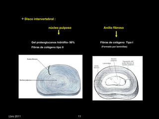 Lbro 2011 Disco intervertebral : núcleo pulposo  Anillo fibroso Gel proteoglucanos hidrófilo- 90% Fibras de colágeno tipo II Fibras de colágeno  Tipo I (Formado por laminillas) 
