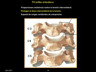 Proporcionan resistencia contra la torsión intervertebral.  Protegen al disco intervertebral de la torsión.   Soporte de cargas vertebrales de compresión.  Carillas articulares Lbro 2011 