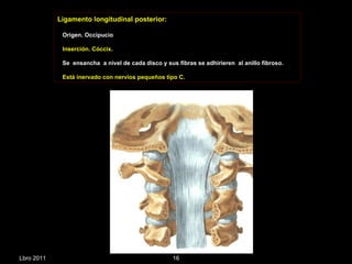 Ligamento longitudinal posterior: Origen. Occipucio Inserción. Cóccix . Se  ensancha  a nivel de cada disco y sus fibras se adhirieren  al anillo fibroso. Está inervado con nervios pequeños tipo C. Lbro 2011 