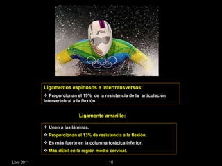 Lbro 2011 Ligamentos espinosos e intertransversos: Proporcionan el 19%  de la resistencia de la  articulación intervertebral a la flexión. Ligamento amarillo:  Unen a las láminas. Proporcionan el 13% de resistencia a la flexión . Es más fuerte en la columna torácica inferior. Más débil en la región medio cervical. 