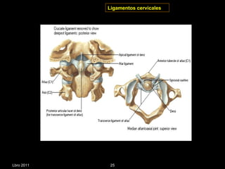 Ligamentos cervicales Lbro 2011 