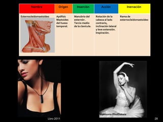 Lbro 2011 Maia Mijáilovna Plisiétskaia  Nombre  Origen  Inserción  Acción  Inervación  Esternocleidomastoideo Apófisis Mastoides del hueso temporal. Manubrio del esternón . Tercio medio de la clavícula. Rotación de la cabeza al lado contrario, inclinación lateral y leve extensión.  Inspiración.  Rama de esternocleidomastoideo 