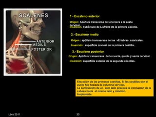 Lbro 2011 Elevación de las primeras costillas. Si las costillas son el punto fijo  flexiona l a columna cervical. La contracción de un  solo lado provoca la  inclinación  de la cabeza hacia  el mismo lado y rotación. Inspiratorio.  1.- Escaleno anterior  Origen:  Apófisis transversa de la tercera a la sexta cervical. Inserción.  Tubérculo de Lisfranc de la primera costilla . 2.- Escaleno medio  Origen :  apófisis transversas de las  vértebras  cervicales. Inserción:  superficie craneal de la primera costilla. 3.- Escaleno posterior  Origen:  Apófisis transversas  de la cuarta, quinta y sexta cervical. Inserción:  superficie externa de la segunda costillas. 