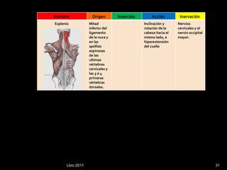 Lbro 2011 Nombre  Origen  Inserción  Acción  Inervación  Esplenio  Mitad inferior del ligamento de la nuca y en las apófisis espinosas de las ultimas vértebras cervicales y las 3 ó 4 primeras vértebras dorsales. Inclinación y rotación de la cabeza hacia el mismo lado, e hiperextensión del cuello Nervios cervicales y el nervio occipital mayor. 