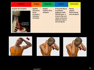 Lbro 2011 Nombre  Origen  Inserción  Acción  Inervación  Angular del omoplato  Apófisis transversa de las primeras 4 vértebras cervicales .  Ángulo superior de la escápula. Si el punto fijo es la escápula,  inclina  el cuello lateralmente. si  el punto fijo es el raquis, provocara balanceo interno de la escápula .  Nervio angular. Nervio dorsal de la escápula. 