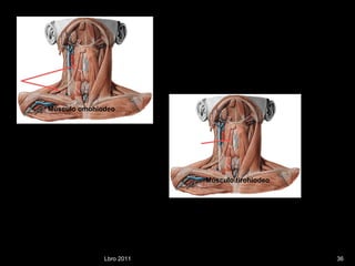 Lbro 2011 Músculo omohiodeo  Mùsculo tirohiodeo  