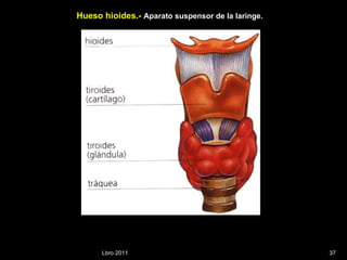 Lbro 2011 Hueso hioides.-  Aparato suspensor de la laringe.  