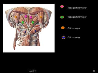 Lbro 2011 Recto posterior menor Recto posterior mayor Oblicuo mayor Oblicuo menor 