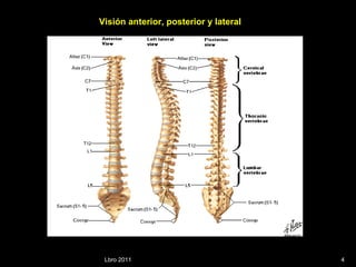 Lbro 2011 Visión anterior, posterior y lateral 