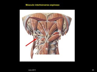 Lbro 2011 Músculo intertranverso espinoso 