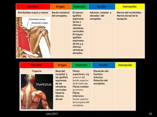 Lbro 2011 Nombre  Origen  Inserción  Acción  Inervación  Romboides mayor y menor Borde vertebral del omoplato.   El menor: apófisis espinosas de las 2 últimas vértebras cervicales.  El mayor: apófisis espinosas de las 4-5 últimas vértebras dorsales.  Aductor ,rotador  y elevador  del omoplato Nervio del romboides. Nervio dorsal de la escápula. Nombre  Origen  Inserción  Acción  Inervación  Trapecio  Base del occipital  y las apófisis espinosas de las vértebras cervicales hasta la décima dorsal Fibras superiores: 1/3  externo del borde superior de la clavícula. Fibras medias:  acromion. Fibras inferiores:  borde superior de la espina del omóplato. Elevación del hombro. Aductor. Rotación del omoplato. 