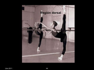 Lbro 2011 Región dorsal  