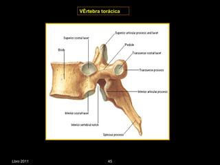 Vértebra torácica Lbro 2011 