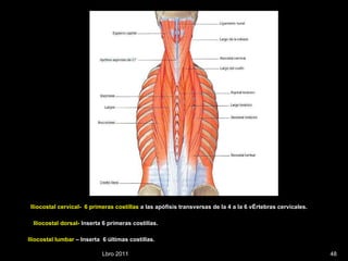 Lbro 2011 Iliocostal lumbar  – Inserta  6 últimas costillas. Iliocostal dorsal-  Inserta 6 primeras costillas. Iliocostal cervical-  6 primeras costillas  a las apófisis transversas de la 4 a la 6 vértebras cervicales. 