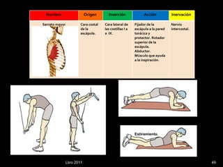 Lbro 2011 Nombre  Origen  Inserción  Acción  Inervación  Serrato mayor Cara costal de la escápula. Cara lateral de las costillas I a  a  IX. Fijador de la escápula a la pared torácica y protector. Rotador superior de la escápula. Abductor. Músculo que ayuda a la inspiración. Nervio intercostal. Estiramiento.  