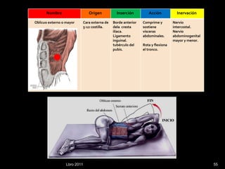 Lbro 2011 Nombre  Origen  Inserción  Acción  Inervación  Oblicuo externo o mayor Cara externa de 5-12 costilla. Borde anterior dela  cresta ilíaca. Ligamento inguinal. tubérculo del pubis. Comprime y sostiene vísceras abdominales.  Rota y flexiona el tronco. Nervio intercostal. Nervio abdominogenital mayor y menor. 