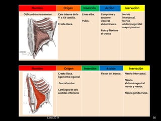 Lbro 2011 Nombre  Origen  Inserción  Acción  Inervación  Oblicuo interno o menor Cara interna de la V  a XII costilla. Cresta iliaca. Línea alba. Pubis. Comprime y sostiene visceras abdominales.  Rota y flexiona el tronco Nervio intercostal. Nervio abdominogenital mayor y menor. Nombre  Origen  Inserción  Acción  Inervación  Transverso del abdomen  Cresta ilíaca. ligamento inguinal Fascia lumbar. Cartílagos de seis costillas inferiores Flexor del tronco. Nervio intercostal. Nervio abdominogenital mayor y menor. Nervio genitocrural. 