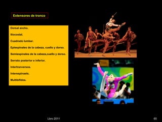 Lbro 2011 Dorsal ancho. Iliocostal. Cuadrado lumbar. Epiespinales de la cabeza, cuello y dorso. Semiespinales de la cabeza,cuello y dorso. Serrato posterior e inferior. Intertranversos. Interespinaels. Multibifidos. Extensores de tronco 
