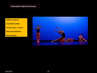Lbro 2011 Inclinación lateral de tronco. Oblicuo externo. Cuadrado lumbar. Psoas mayor y menor. Recto del abdomen. Sacroespinal. 