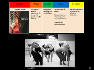 Lbro 2011 Nombre  Origen  Inserción  Acción  Inervación  Cuadrado lumbar  XII costilla y apófisis transversa  de la uno a la quinta   vértebra lumbar Ligamento sacroiliaco y cresta iliaca. Flexión lateral de tronco. Sobre una pierna , evita que la pelvis caiga hacia un lado. Extensión de columna lumbar. Nervios intercostal y ramas de los primeros lumbares. 