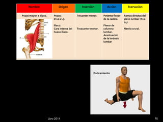 Lbro 2011 Nombre  Origen  Inserción  Acción  Inervación  Psoas mayor  e Iliaco. Psoas: D 12 a L5. Iliaco: Cara interna del hueso iliaco. Trocanter menor. Troacanter menor. Potente flexor de la cadera . Flexor de columna  lumbar. Acentuación de la lordosis lumbar Ramas directas del plexo lumbar (T12-L4). Nervio crural. Estiramiento  