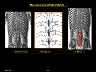 .- Intertransversos  .-interespinales  .- multifidos Musculatura del estrato profundo Lbro 2011 