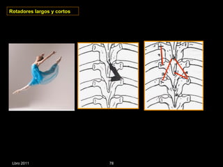 Rotadores largos y cortos Lbro 2011 