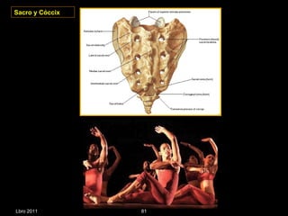Sacro y Cóccix Lbro 2011 