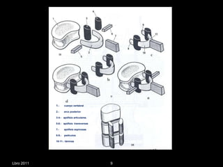 Lbro 2011 1 .-  cuerpo vertebral 2.-  arco posterior 3-4.-  apófisis articulares. 5-6.-  apófisis  transversas 7.-  apófisis espinosas 8-9.-  pedículos  10-11.- láminas 
