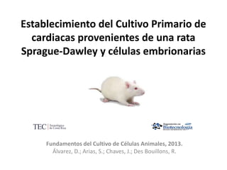 Establecimiento del Cultivo Primario de
cardiacas provenientes de una rata
Sprague-Dawley y células embrionarias
Fundamentos del Cultivo de Células Animales, 2013.
Álvarez, D.; Arias, S.; Chaves, J.; Des Bouillons, R.
 
