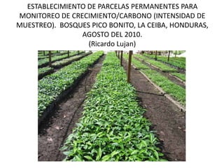 ESTABLECIMIENTO DE PARCELAS PERMANENTES PARA
MONITOREO DE CRECIMIENTO/CARBONO (INTENSIDAD DE
MUESTREO). BOSQUES PICO BONITO, LA CEIBA, HONDURAS,
                AGOSTO DEL 2010.
                  (Ricardo Lujan)
 