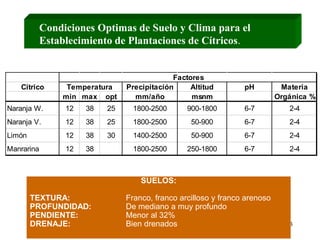Establecimiento de Plantaciones de Citricos.ppt