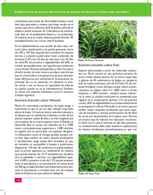 Establecimiento de parcelas demostrativas de especies Establecimiento de parcelas demostrativas de especies