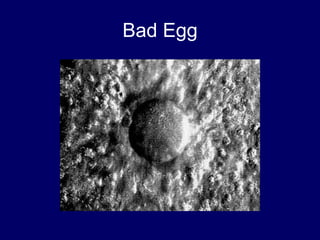 Bad Egg
 