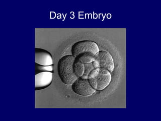 Day 3 Embryo
 