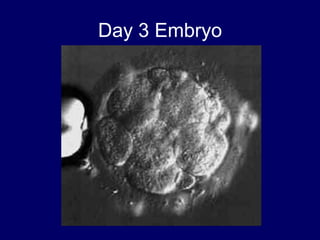 Day 3 Embryo
 