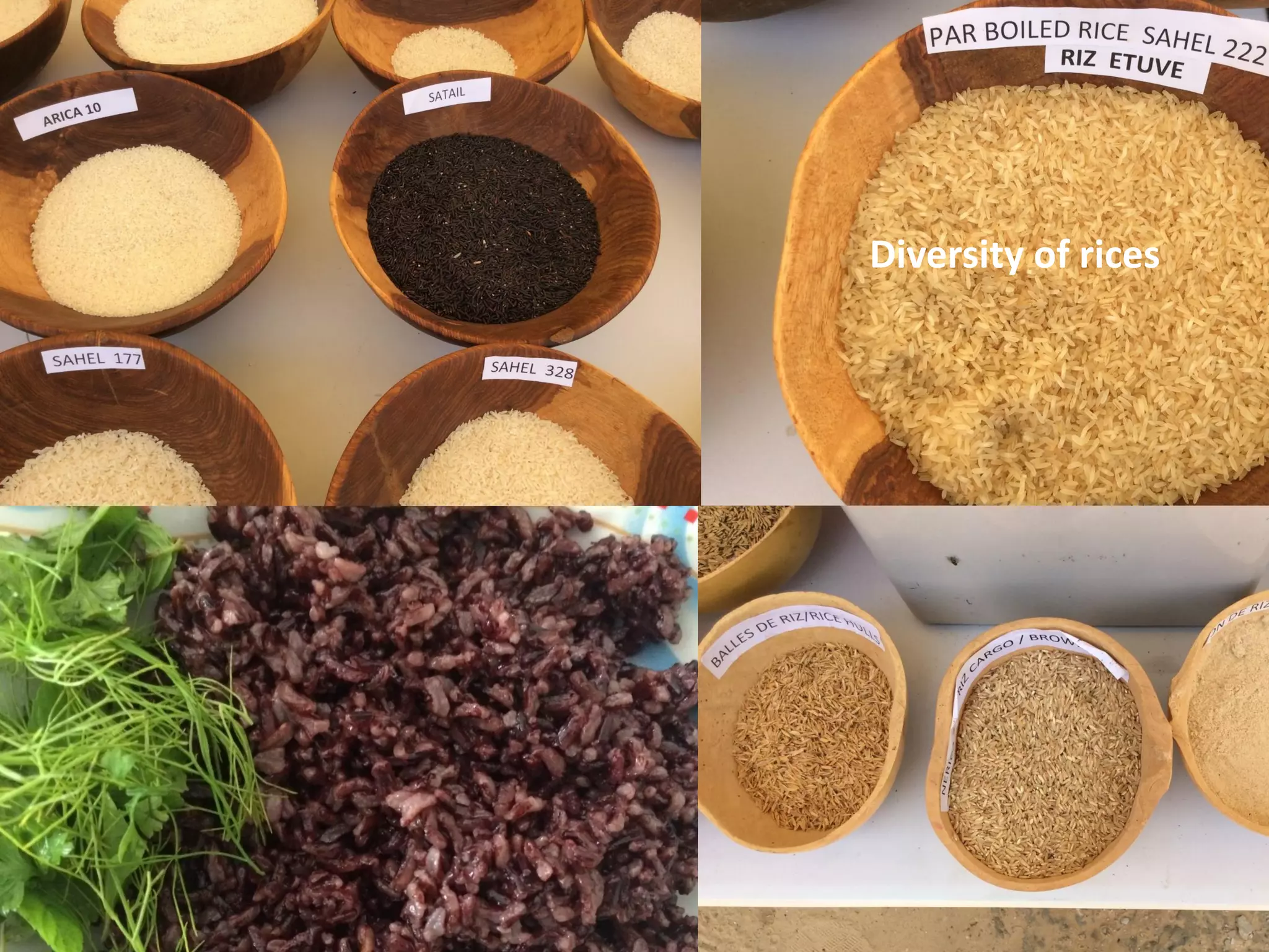Diversity of rices
 
