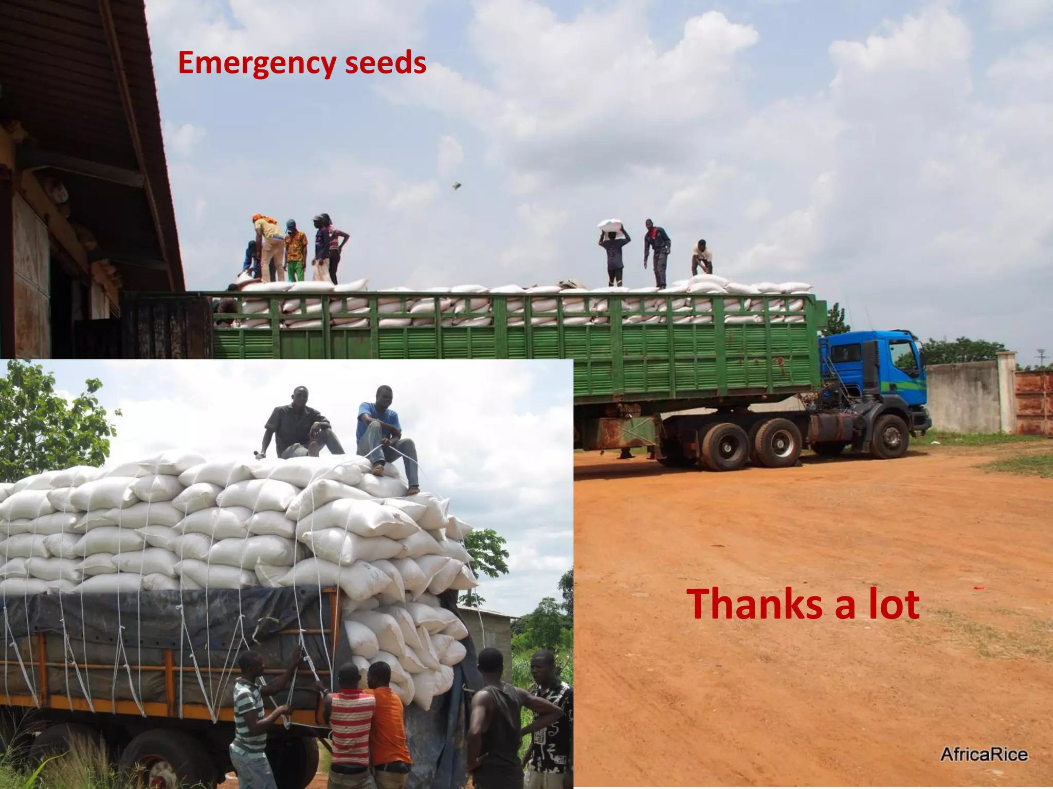 Emergency seeds
Thanks a lot
 