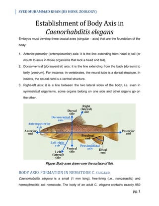 SYED MUHAMMAD KHAN (BS HONS. ZOOLOGY)
pg. 1
Establishment of Body Axis in
Caenorhabditis elegans
Embryos must develop three crucial axes (singular – axis) that are the foundation of the
body:
1. Anterior-posterior (anteroposterior) axis: it is the line extending from head to tail (or
mouth to anus in those organisms that lack a head and tail).
2. Dorsal-ventral (dorsoventral) axis: it is the line extending from the back (dorsum) to
belly (ventrum). For instance, in vertebrates, the neural tube is a dorsal structure. In
insects, the neural cord is a ventral structure.
3. Right-left axis: it is a line between the two lateral sides of the body, i.e. even in
symmetrical organisms, some organs belong on one side and other organs go on
the other.
Figure: Body axes drawn over the surface of fish.
BODY AXES FORMATION IN NEMATODE C. ELEGANS:
Caenorhabditis elegans is a small (1 mm long), free-living (i.e., nonparasitic) and
hermaphroditic soil nematode. The body of an adult C. elegans contains exactly 959
 