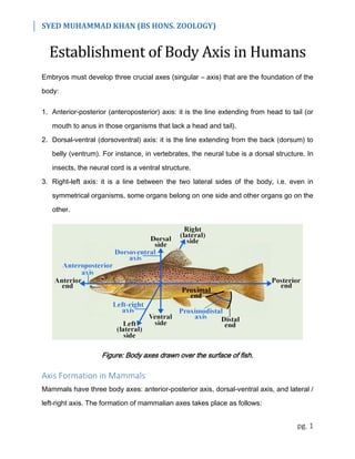 SYED MUHAMMAD KHAN (BS HONS. ZOOLOGY)
pg. 1
Establishment of Body Axis in Humans
Embryos must develop three crucial axes (singular – axis) that are the foundation of the
body:
1. Anterior-posterior (anteroposterior) axis: it is the line extending from head to tail (or
mouth to anus in those organisms that lack a head and tail).
2. Dorsal-ventral (dorsoventral) axis: it is the line extending from the back (dorsum) to
belly (ventrum). For instance, in vertebrates, the neural tube is a dorsal structure. In
insects, the neural cord is a ventral structure.
3. Right-left axis: it is a line between the two lateral sides of the body, i.e. even in
symmetrical organisms, some organs belong on one side and other organs go on the
other.
Figure: Body axes drawn over the surface of fish.
Axis Formation in Mammals
Mammals have three body axes: anterior-posterior axis, dorsal-ventral axis, and lateral /
left-right axis. The formation of mammalian axes takes place as follows:
 