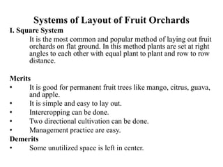 Systems of Layout of Fruit Orchards
I. Square System
It is the most common and popular method of laying out fruit
orchards on flat ground. In this method plants are set at right
angles to each other with equal plant to plant and row to row
distance.
Merits
• It is good for permanent fruit trees like mango, citrus, guava,
and apple.
• It is simple and easy to lay out.
• Intercropping can be done.
• Two directional cultivation can be done.
• Management practice are easy.
Demerits
• Some unutilized space is left in center.
 