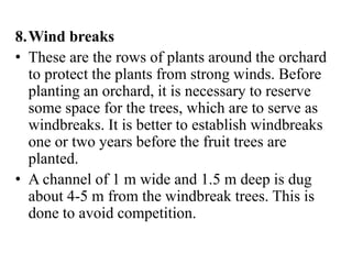 8.Wind breaks
• These are the rows of plants around the orchard
to protect the plants from strong winds. Before
planting an orchard, it is necessary to reserve
some space for the trees, which are to serve as
windbreaks. It is better to establish windbreaks
one or two years before the fruit trees are
planted.
• A channel of 1 m wide and 1.5 m deep is dug
about 4-5 m from the windbreak trees. This is
done to avoid competition.
 